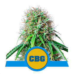 Royal CBG Auto von Royal Queen Seeds