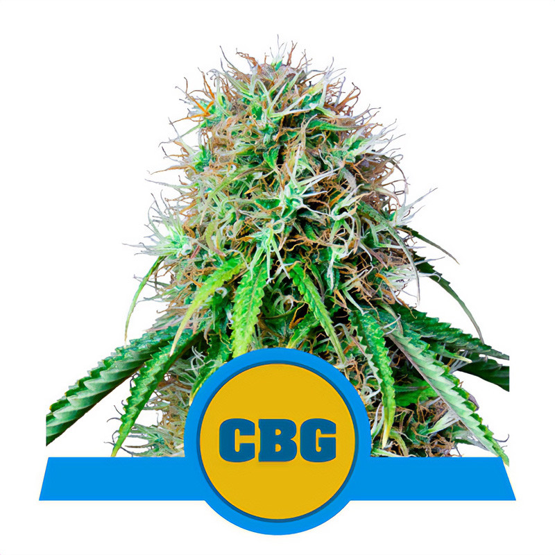 Royal CBG Auto - Royal Queen Seeds