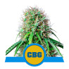 Royal CBG Auto - Royal Queen Seeds