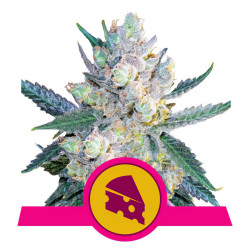 Royal Cheese von Royal Queen Seeds