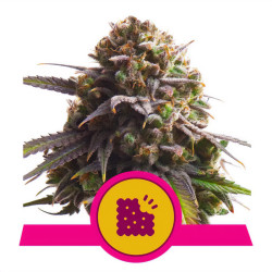 Biscotti von Royal Queen Seeds