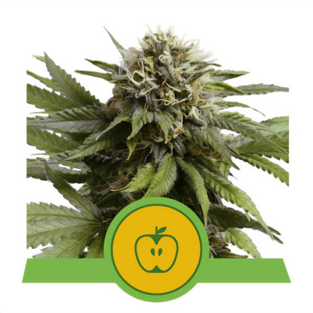 Apple Fritter Auto von Royal Queen Seeds