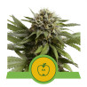 Apple Fritter Auto - Royal Queen Seeds