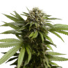 Apple Fritter Auto - Royal Queen Seeds