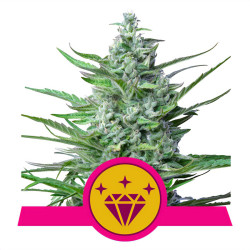 Special Kush 1 von Royal Queen Seeds