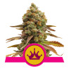 Special Queen 1 - Royal Queen Seeds