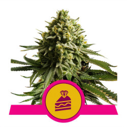 Wedding Cake de Royal Queen Seeds