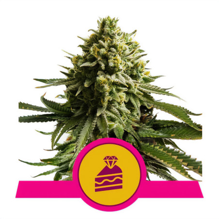 Wedding Cake von Royal Queen Seeds