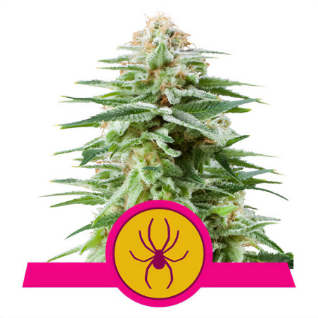 Pflanze von White Widow von Royal Queen Seeds