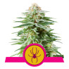 White Widow - Royal Queen Seeds