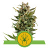 White Widow Autofiorente della Royal Queen Seeds