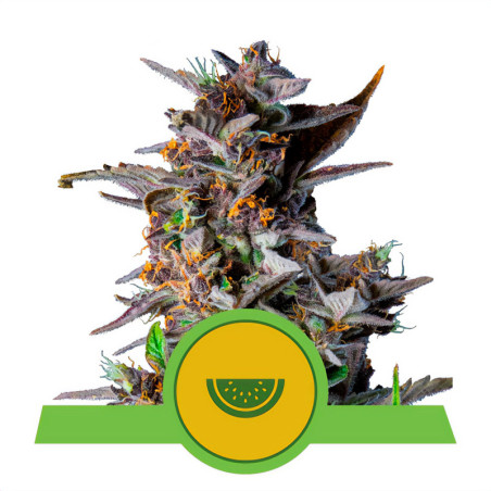 Watermelon Automatic von Royal Queen Seeds für den Innenanbau