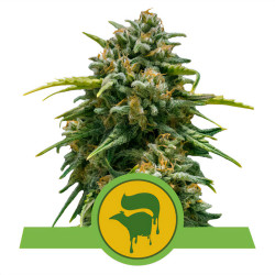 Bud de Sweet Skunk Automatic de Royal Queen Seeds