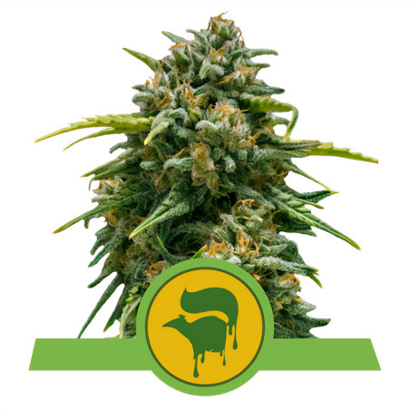 Bud della Sweet Skunk Automatic della Royal Queen Seeds