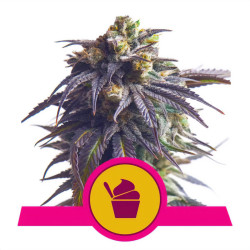 Sundae Driver von Royal Queen Seeds