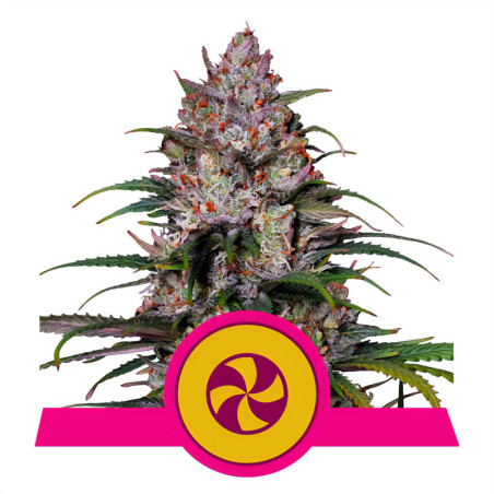 Sweet ZZ von Royal Queen Seeds