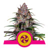 Sweet ZZ - Royal Queen Seeds