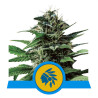 Tatanka Pure CBD - Royal Queen Seeds