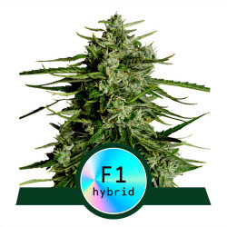 Titan F1 von Royal Queen Seeds