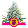 Amnesia Mac Ganja (AMG) - Royal Queen Seeds