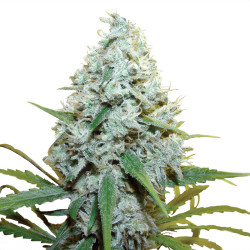 Amnesia Mac Ganja (AMG) von Royal Queen Seeds