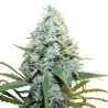 Amnesia Mac Ganja (AMG) - Royal Queen Seeds