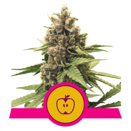 Apple Fritters von Royal Queen Seeds