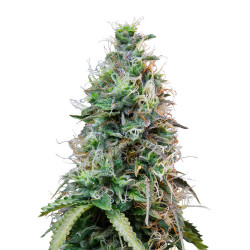 Amnesia Haze Auto Bud della Royal Queen Seeds