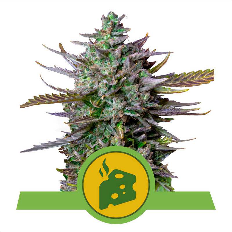 Blue Cheese Automatic - Royal Queen Seeds