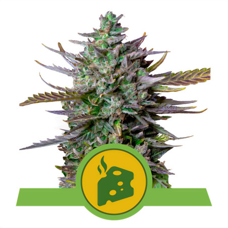 Blue Cheese Automatic von Royal Queen Seeds