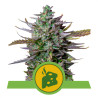 Blue Cheese Automatic - Royal Queen Seeds