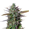 Blue Cheese Automatic - Royal Queen Seeds