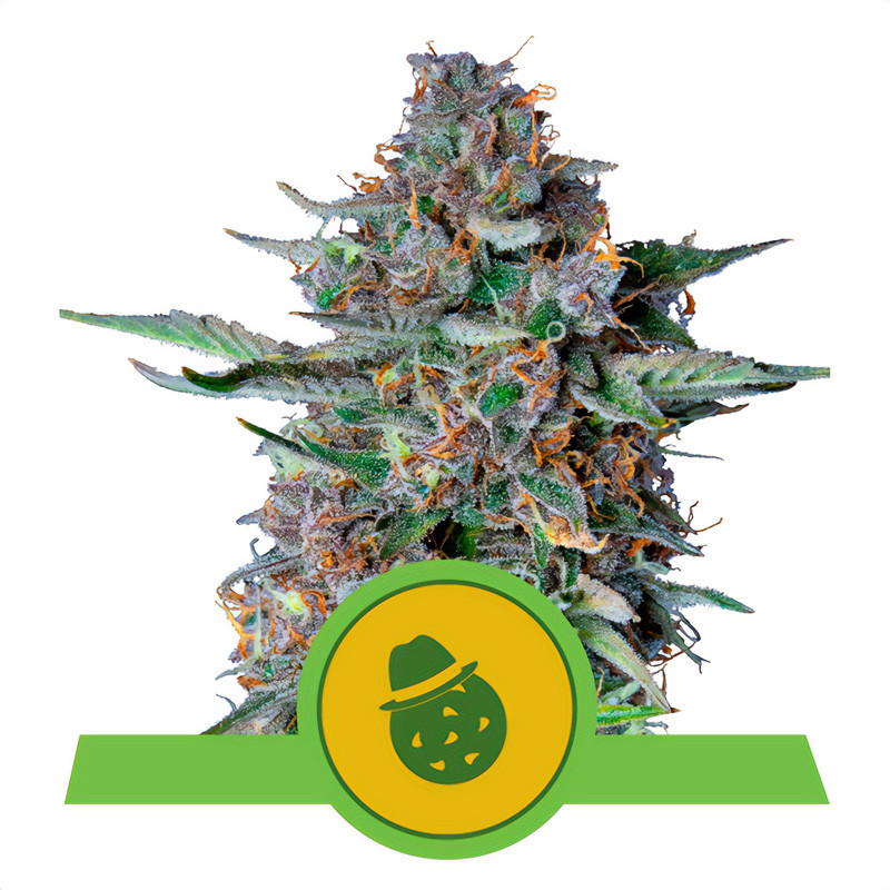 Do-Si-Dos Automatic - Royal Queen Seeds