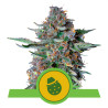 Do-Si-Dos Automatic - Royal Queen Seeds