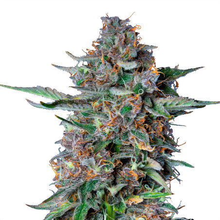 Do-Si-Dos Automatic - Royal Queen Seeds