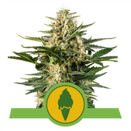 Green Gelato Auto von Royal Queen Seeds