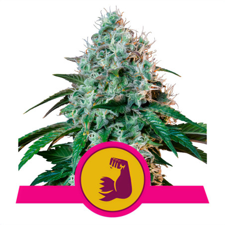 HulkBerry von Royal Queen Seeds im Innenbereich