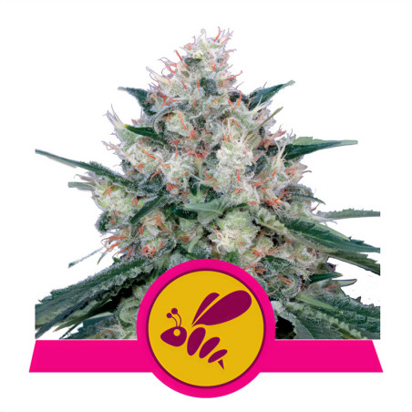 Pflanze Honey Cream Fast Version von Royal Queen Seeds