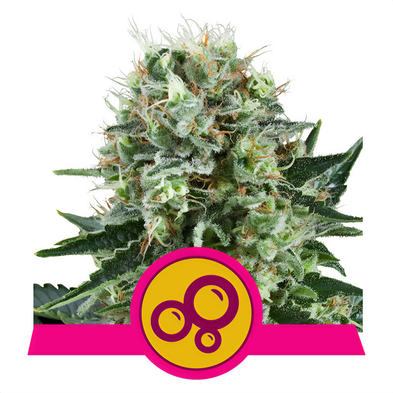 Bubble Kush della Royal Queen Seeds