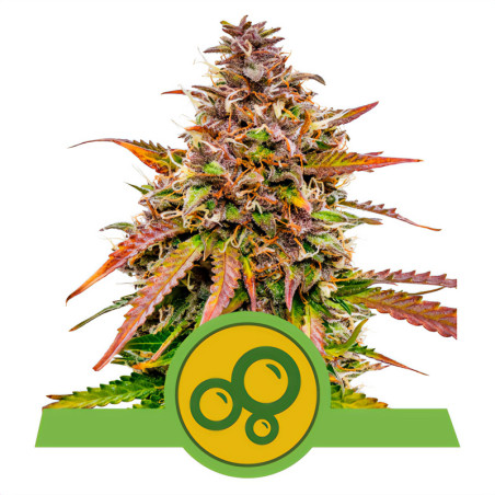 Bubble Kush Automática de Royal Queen Seeds para cultivo interior