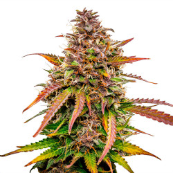 Bubble Kush Automatic - Royal Queen Seeds