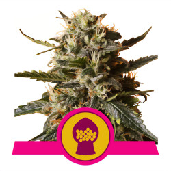 Bubblegum XL von Royal Queen Seeds