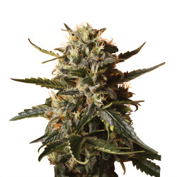 Bud von Bubblegum XL von Royal Queen Seeds