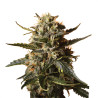 Bubblegum XL - Royal Queen Seeds