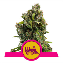 Pflanze von Candy Kush Express Fast Version von Royal Queen Seeds