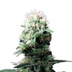 Planta floreciente Danceworld de Royal Queen Seeds