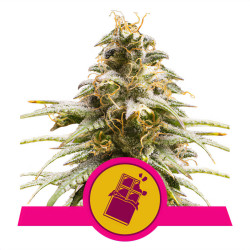 Chocolate Haze von Royal Queen Seeds