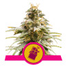 Chocolate Haze - Royal Queen Seeds