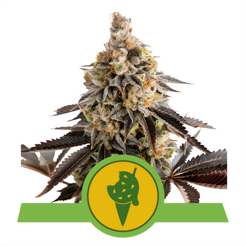 Cookies Gelato Automática - Royal Queen Seeds