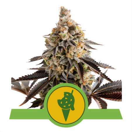 Cookie Gelato Automática de Royal Queen Seeds para cultivo interior